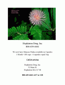 Mimosa Pudica